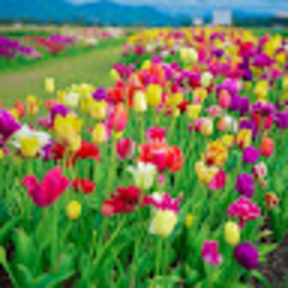 Meet your Posher, Kelly - Picture 1 of 1